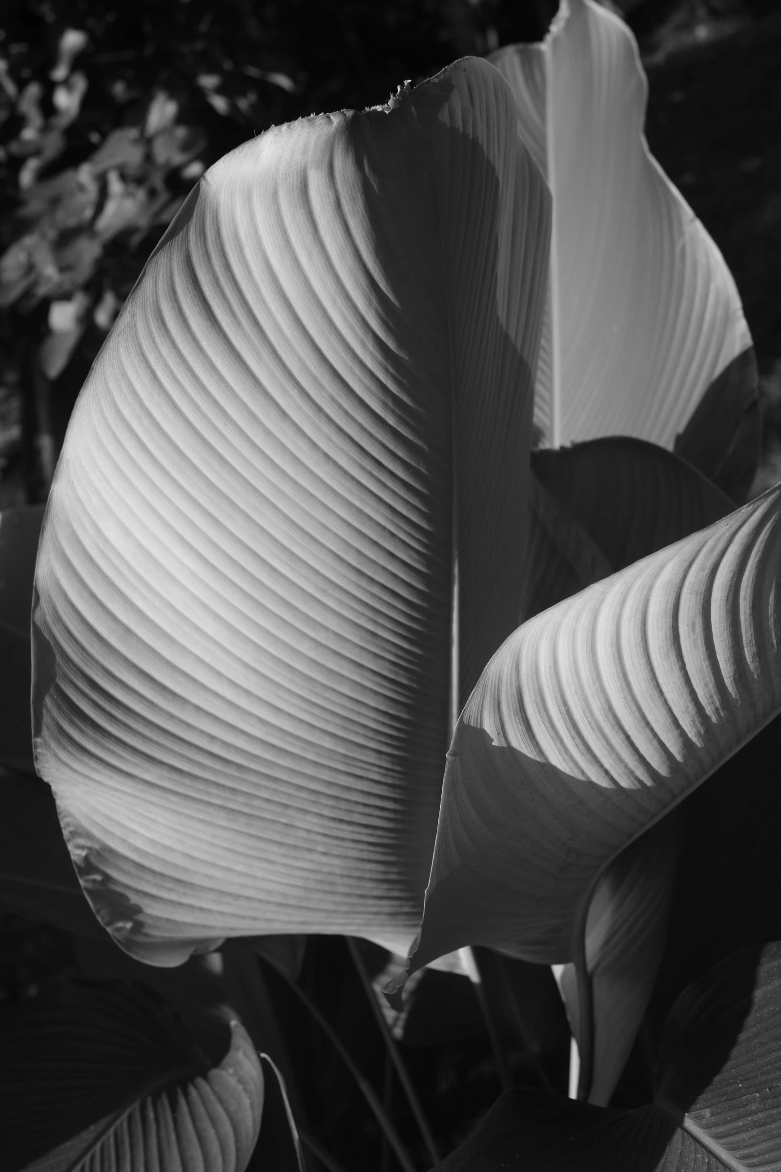 Work 15 by Nicolas Hendrickx
